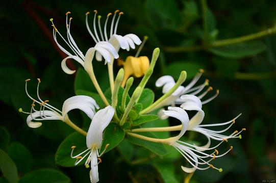 <p>Lonicera japonica</p>