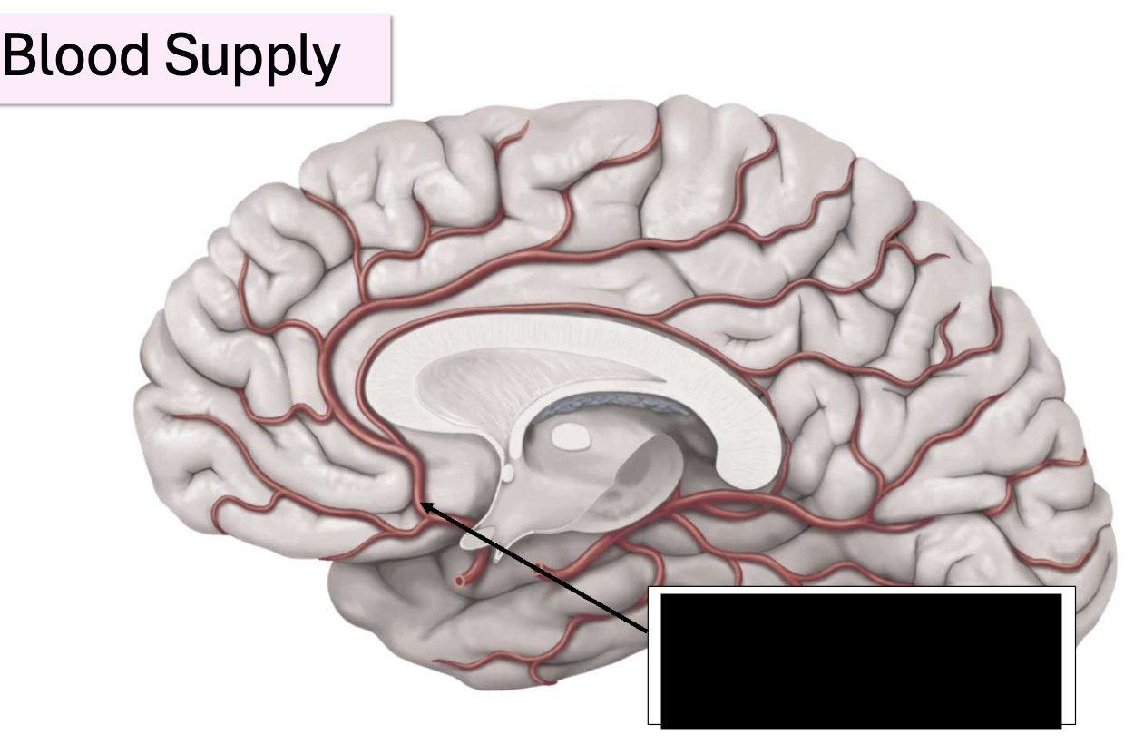 <p>what artery, what does it supply?</p>