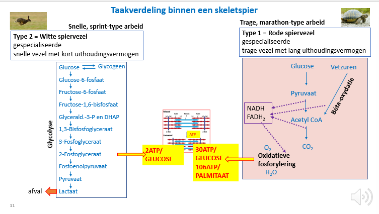<p><span>Links = laag rendement</span></p><p style="text-align: left;"></p><p style="text-align: left;"><span>Rechts = hoog rendement</span></p>