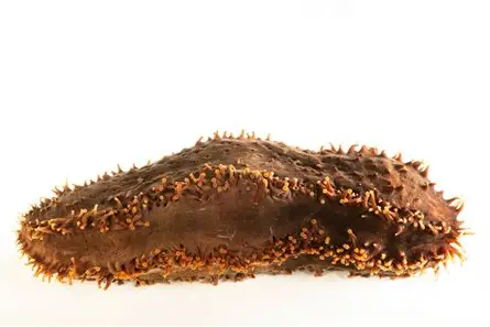 <p><span>It inhabits </span><strong>rocky and cobble substrates</strong><span> from the low intertidal zone to depths over 300 meters, with highest densities typically between 30 and 60 meters</span></p><p><span>Unlike most sea cucumbers that are deposit feeders, the orange-footed sea cucumber is a </span><strong>suspension feeder</strong><span>. It extends its mucus-covered tentacles into the water column to capture plankton and detritus, retracting each tentacle individually into its mouth to consume trapped particles</span></p><p><span>The species has </span><strong>separate sexes</strong><span>, with females having tube-shaped gonopores and males heart-shaped gonopores located under the crown of oral tentacles</span></p>
