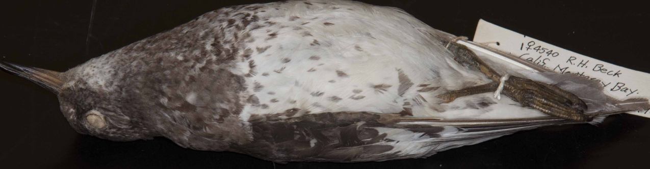 <p>Surfbird </p>