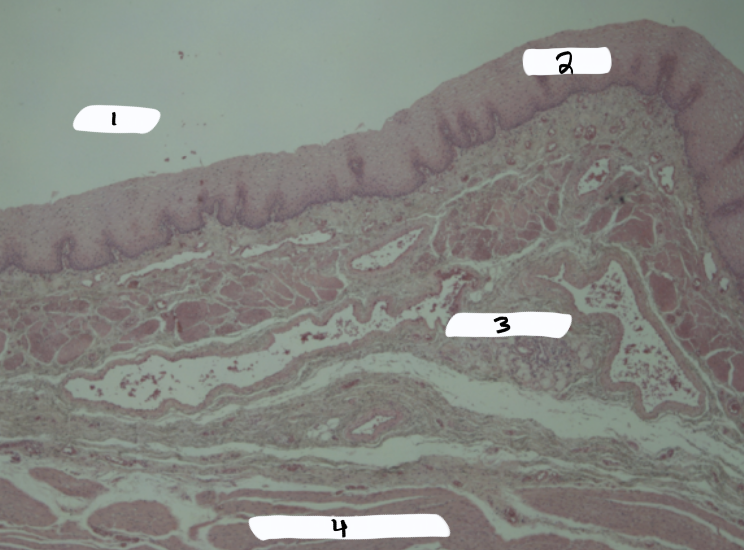 <p>what is this a sample of?</p>