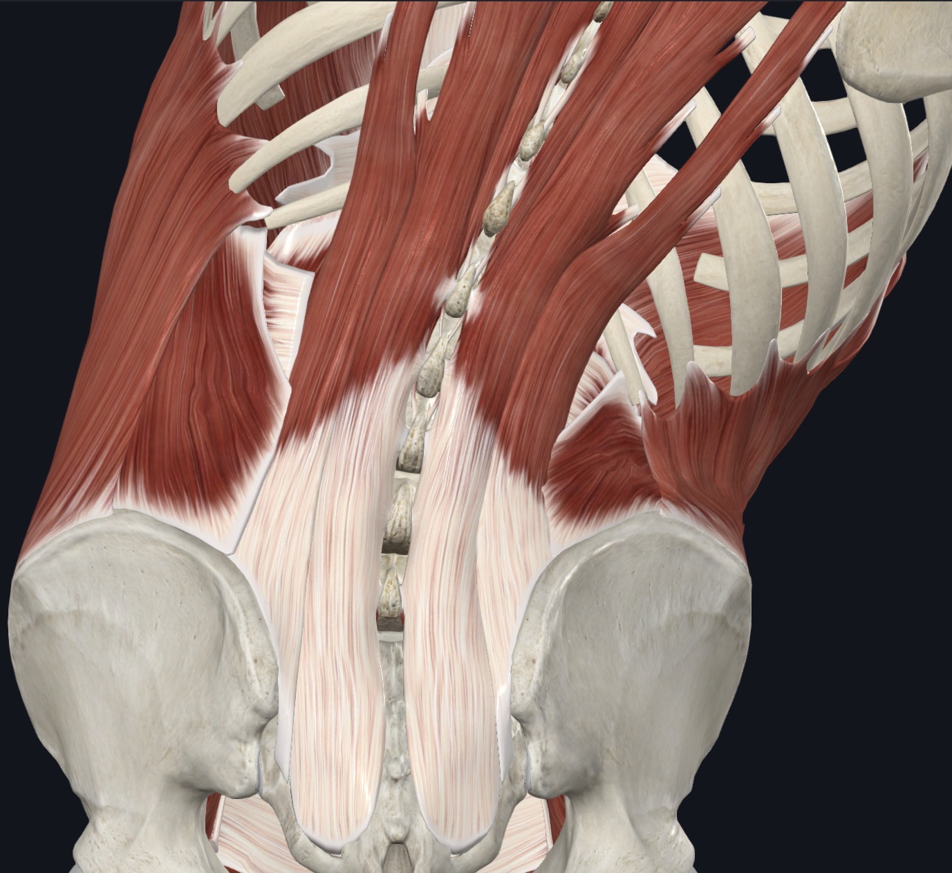 <p>Aid in lateral flexion of vertebral column; acting bilaterally, stabilize vertebral column</p>