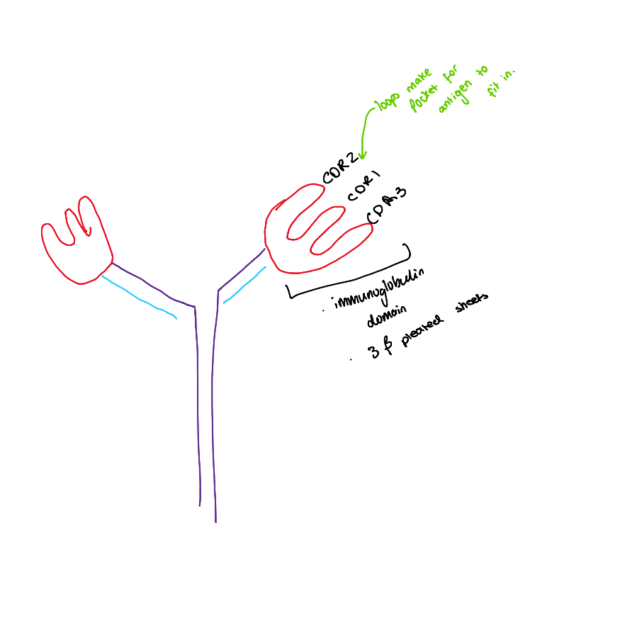 <ul><li><p>Each variable region is made up of 3 folded Beta pleated sheets known as the Immunoglobulin (Ig) domains </p></li><li><p>As have 2 variable region have 2 Ig domains and so 6 loops together </p></li><li><p>each of the 3 loops are called Complementary determining region; CDR1, CDR2, CDR3 → determine antibody matches antigen </p></li></ul><p></p>