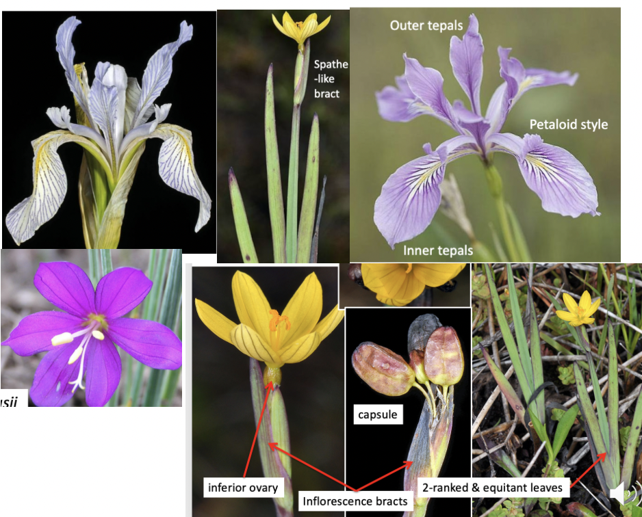 <p>Iridaceae </p>