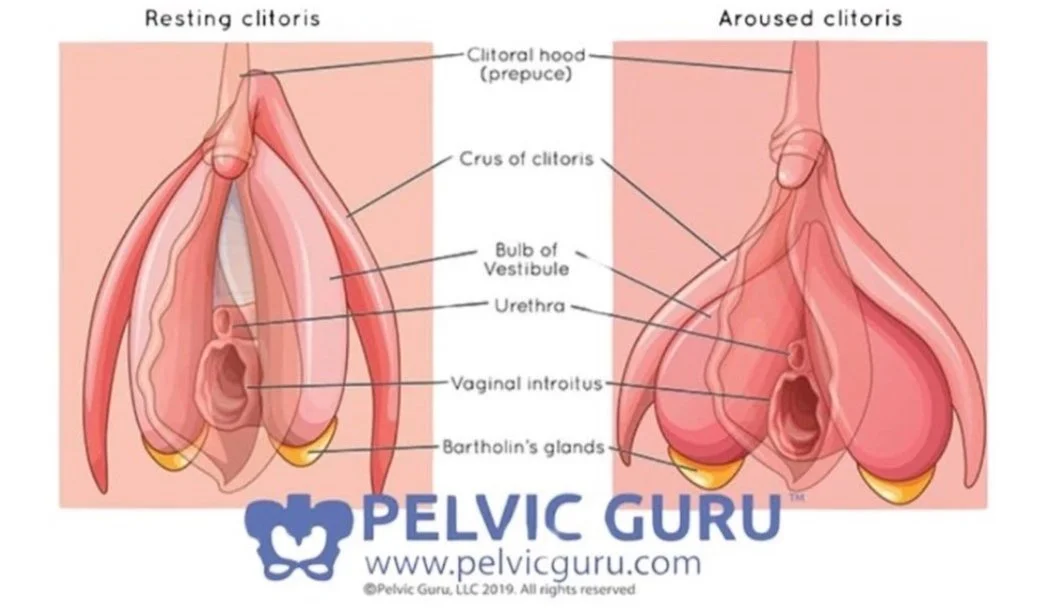 <p>What forms the prepuce in the clitoris</p>