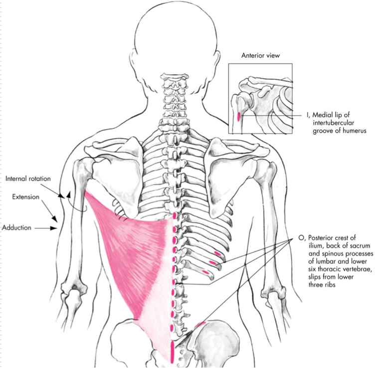 <p>Adduction </p><p>Extension</p><p>Internal Rotation </p><p>O - Posterior ilium, spinous processes of L spine, T7-12, lower 3 ribs</p><p>I - Medial side of intertubercular groove(bicipital groove) of humerus </p>