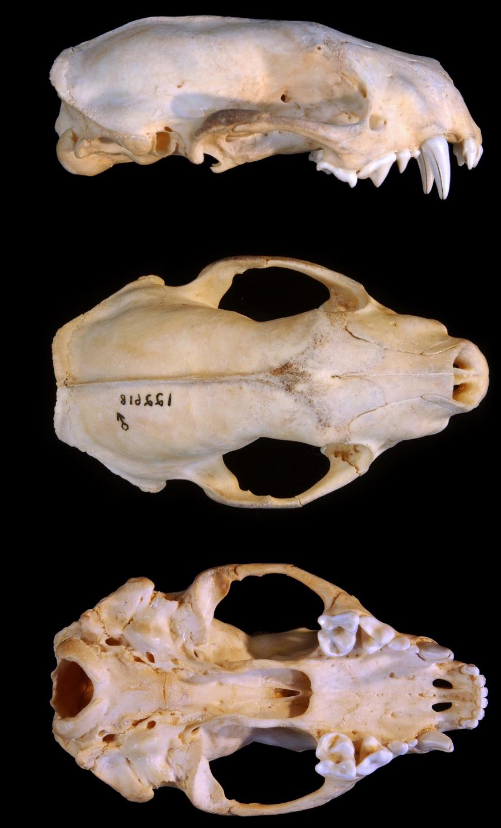 <p>Mephitis mephitis</p>