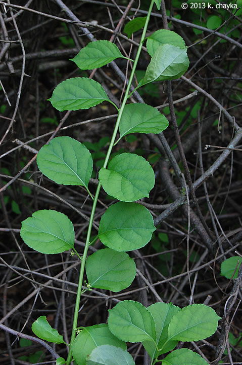 <p>Asian Bittersweet</p>
