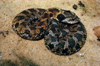 <p>Mistaken for rattlesnake</p>