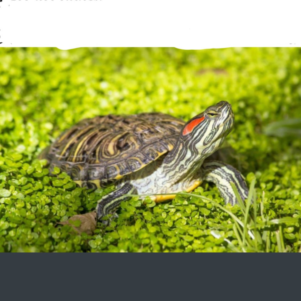 <p>name this animal</p>