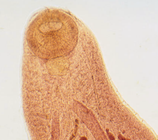<p><em>Cyclocoelum </em>spp</p>