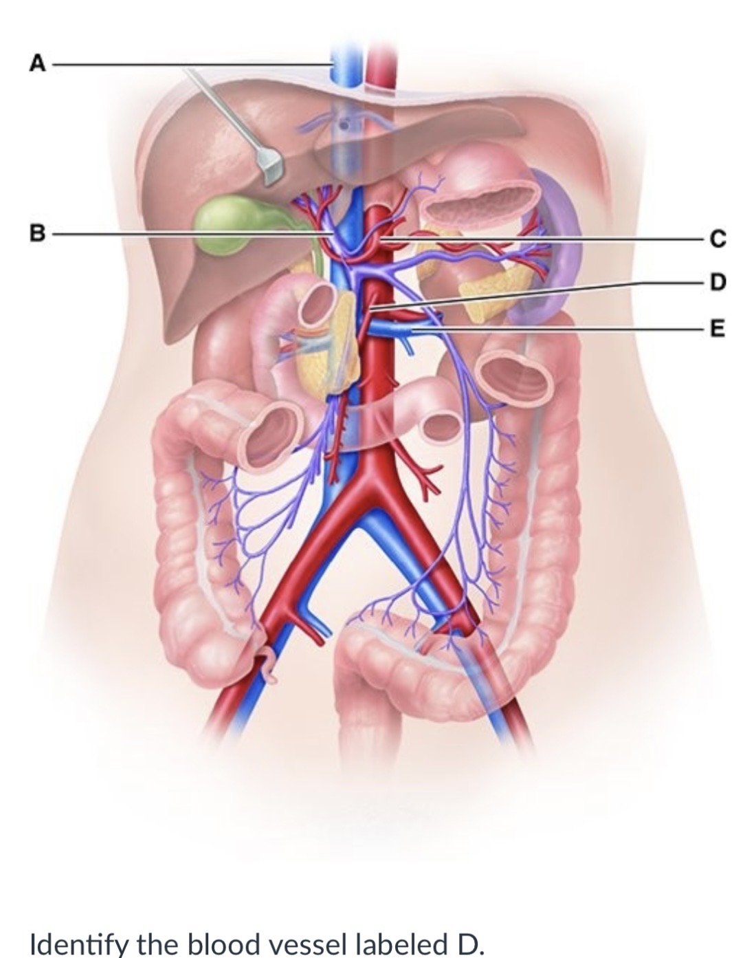 <p><span>Hepatic portal</span></p><p><span>Renal</span></p><p><span>Superior mesenteric</span></p><p><span>Celiac trunk</span></p>