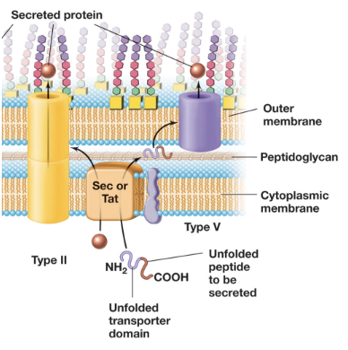 <ul><li><p>In the first step, proteins are transported across the inner membrane into the periplasm via the Sec or Tat systems</p></li><li><p>In the second step, these proteins are folded and transferred across the outer membrane through a secretion pore</p></li><li><p>This process is driven by ATP-dependent pseudopilin extension, where pilin-like proteins assemble and push the substrate protein out of the cell</p></li><li><p>The T2SS is commonly used for secretion of AB toxins</p></li></ul><p></p>