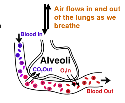 <p><span>5.</span><span style="font-family: "Tw Cen MT";">Constant blood flow in the capillaries <br>and air flow in the lungs maintain the concentration gradient. <br>The larger the concentration gradient, the faster diffusion occurs.</span></p>