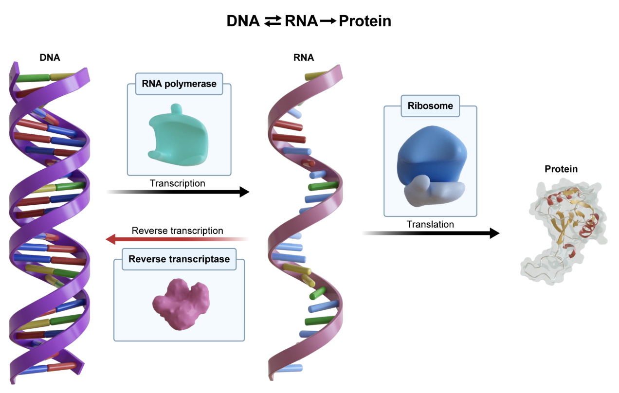 <p>C</p><p><span style="line-height: 1.6em; font-size: inherit;">A. RNA polymerase</span></p><p>RNA polymerase is an enzyme responsible for synthesizing RNA from a DNA template during the process of transcription. It unwinds the DNA helix, reads the nucleotide sequence, and assembles a complementary strand of RNA.</p><p></p><p><span style="line-height: 1.6em; font-size: inherit;">B. DNA polymerase&nbsp;</span></p><p><span style="line-height: 1.6em; font-size: inherit;">DNA polymerase is an enzyme that synthesizes new DNA strands by adding nucleotides to a pre-existing template or primer during DNA replication. It also possesses proofreading capabilities to ensure the accuracy of DNA synthesis.</span></p><p></p><p><span style="line-height: 1.6em; font-size: inherit;">D. Helicase&nbsp;</span></p><p>Helicase unwi<span style="line-height: 1.6em; font-size: inherit;">nds DNA during DNA replication.&nbsp;</span></p><p></p><p><span style="line-height: 1.6em; font-size: inherit;">E. Primase</span></p><p><span style="line-height: 1.6em; font-size: inherit;">Primase is an enzyme that synthesizes short RNA primers during DNA replication, providing the necessary 3' hydroxyl group to which DNA polymerase can add DNA nucleotides.</span></p><p></p><p><span style="line-height: 1.6em; font-size: inherit;">Key Takeaway:</span></p><ul><li><p><span style="line-height: 1.6em; font-size: inherit;">Retroviruses are a type of RNA virus that converts its genome from RNA to DNA with the use of reverse transcriptase.</span></p></li></ul><p></p>