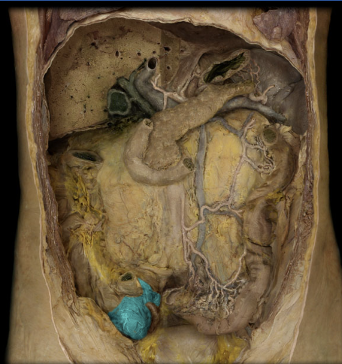 term image