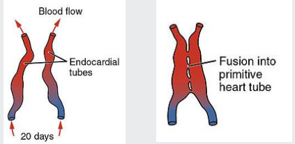 <p>The endocardial tubes fuse midway along their length, forming the <span style="color: purple;">tubular heart or cardiac tube</span></p><p></p><p>A <strong>single tub</strong>e is formed with an arterial and a venous end</p><p></p><p>The tubular heart undergoes differential growth and expansion</p>