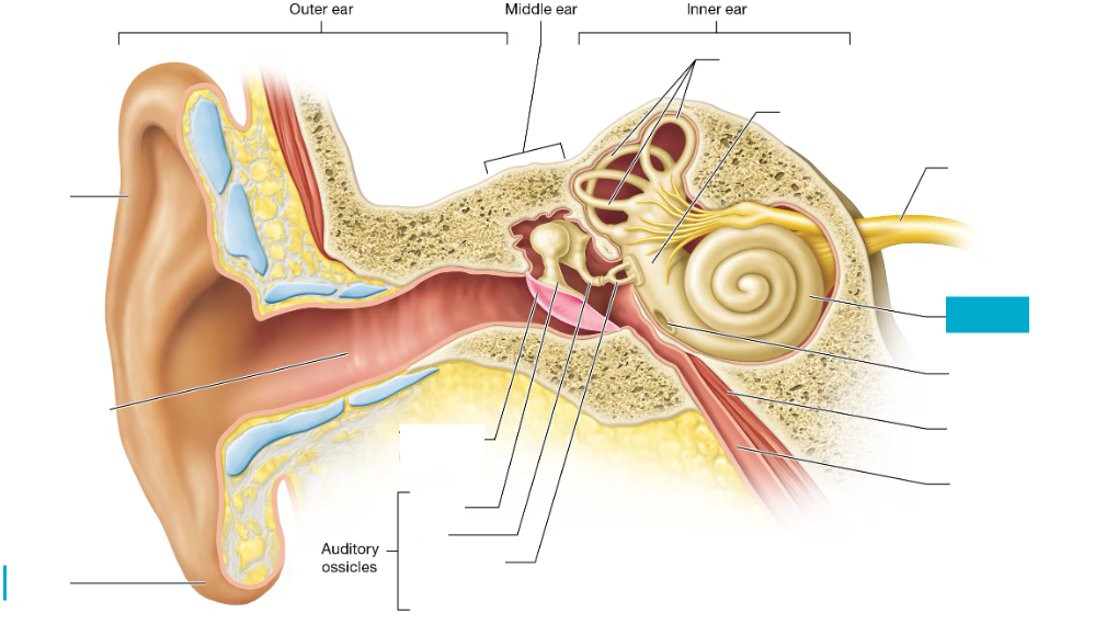 <p>Spiral-shaped inner ear structure that converts sound vibrations into nerve signals for hearing</p>