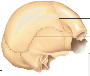 <p>which sutures are these?</p>