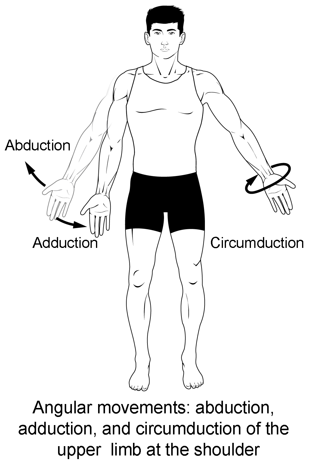 <p>circumduction</p>