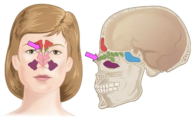 <p>Located within ethmoid bone </p><p>(between the eyes and the bridge of the nose)</p>