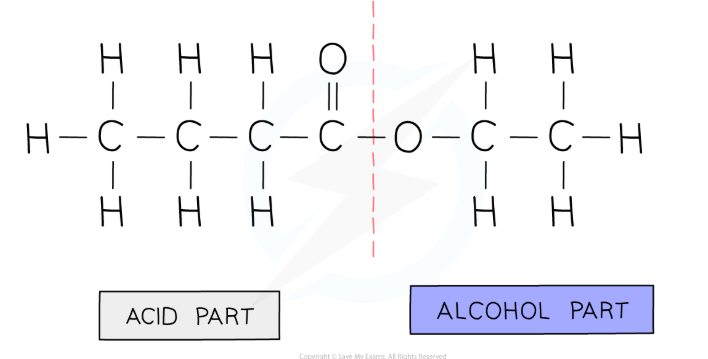 <p>An alcohol and a carboxyclic acid</p>