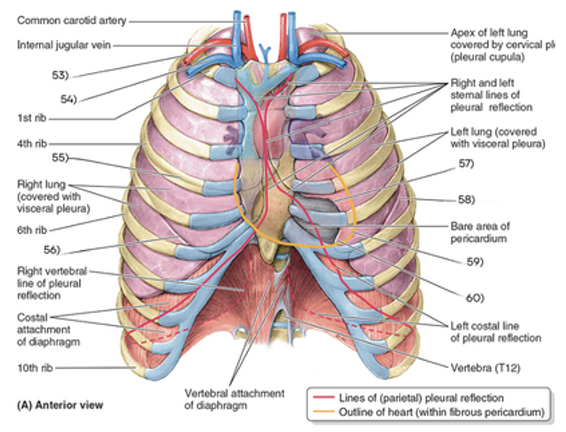 <p>what is 54</p>