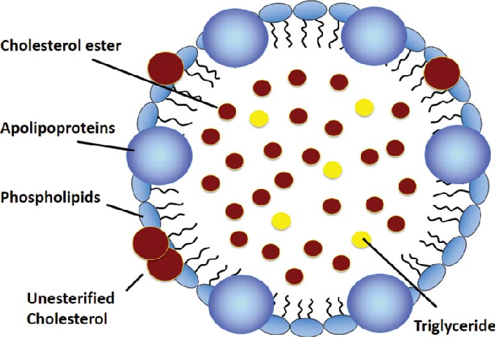 <p>B. Cholesterol tự do </p>