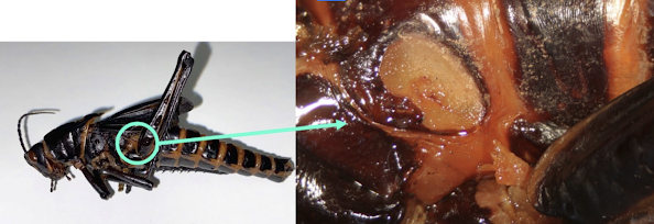 <p><span>This structure is a _____________ and is used to __________.</span></p>