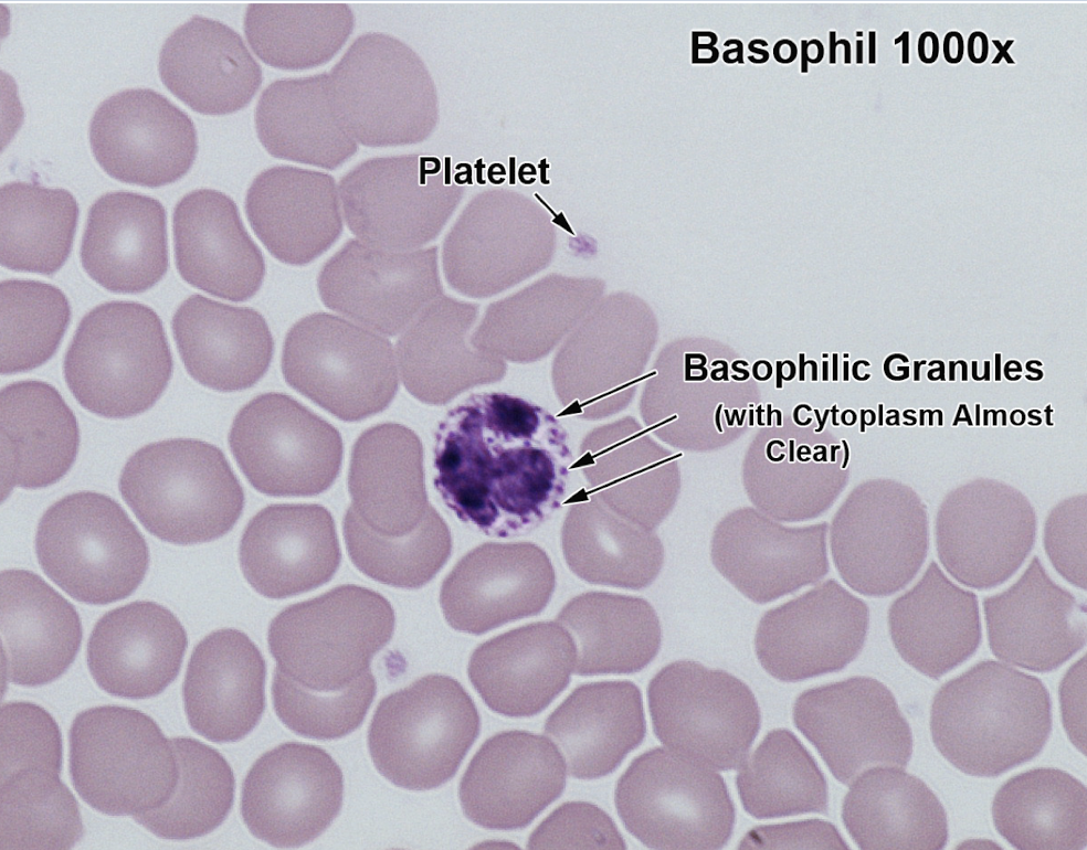 <p>Purple granulates </p>