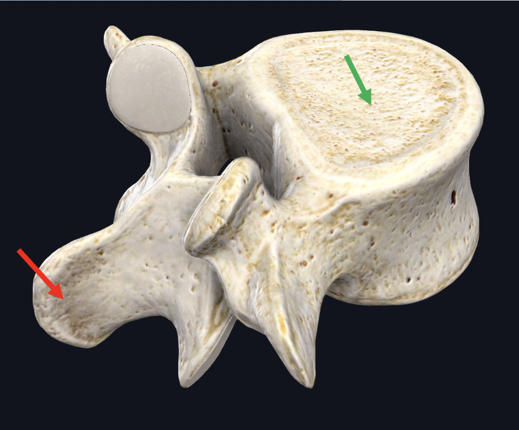<p><span>Identify the structure at the tip of the red arrow</span></p>