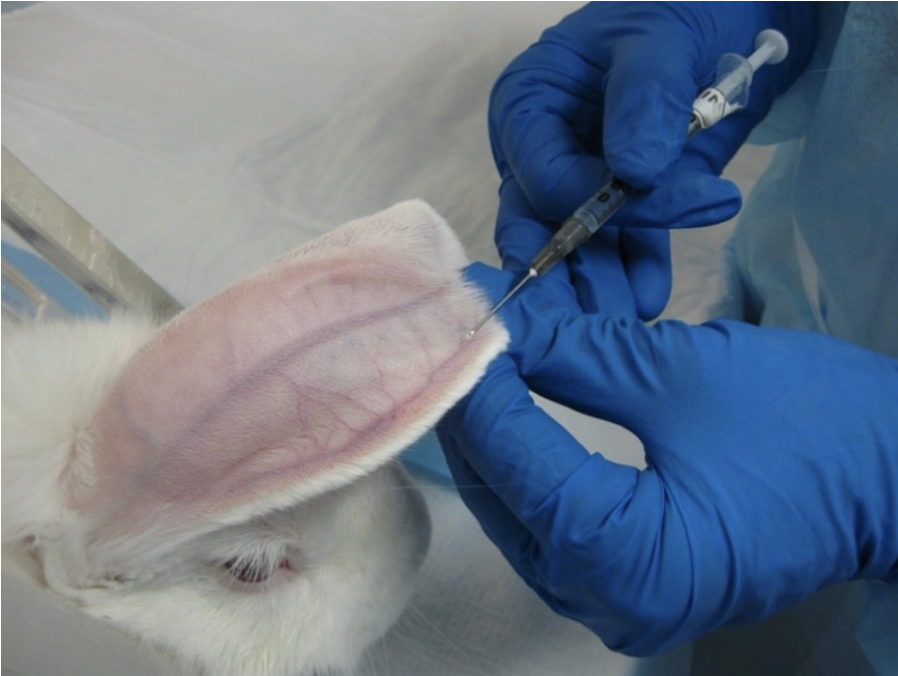 <p><span>Which location is being used for venipuncture in the rabbit in this image?</span></p>