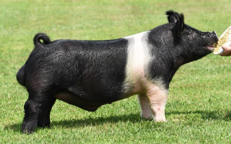 <p>Pig breed</p><p>Similar to Berkshire but has a white belt</p>