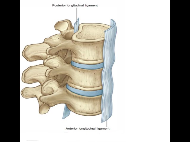 <p>Anterior and lateral surfaces of all vertebral bodies and intervertebral discs from C2-sacrum</p>