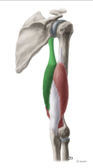 <p>tricep brachii</p>