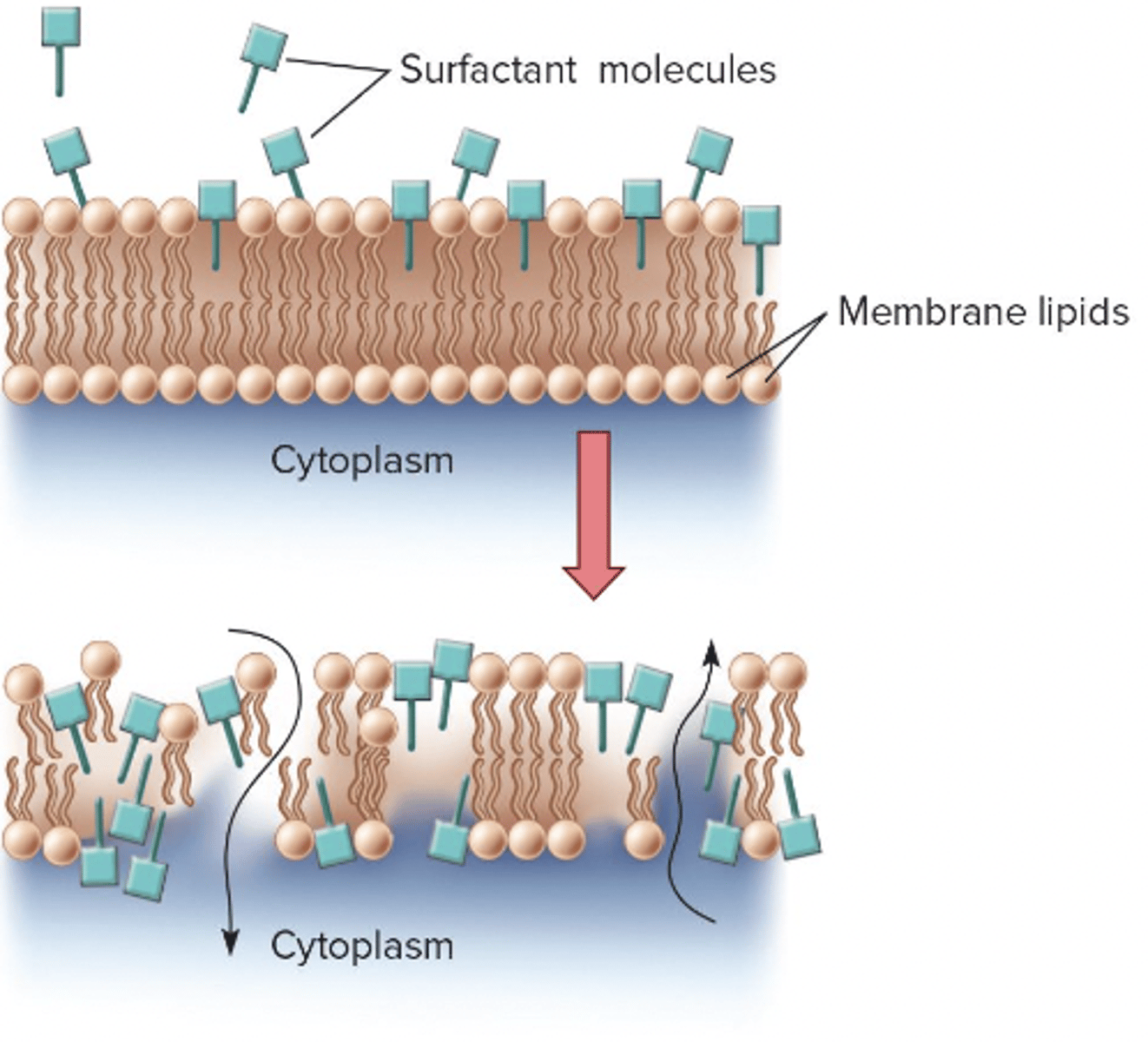 <p>•Ex. Detergents, are molecules that can insert into the cell membrane, and therefore destroy the cell.</p>