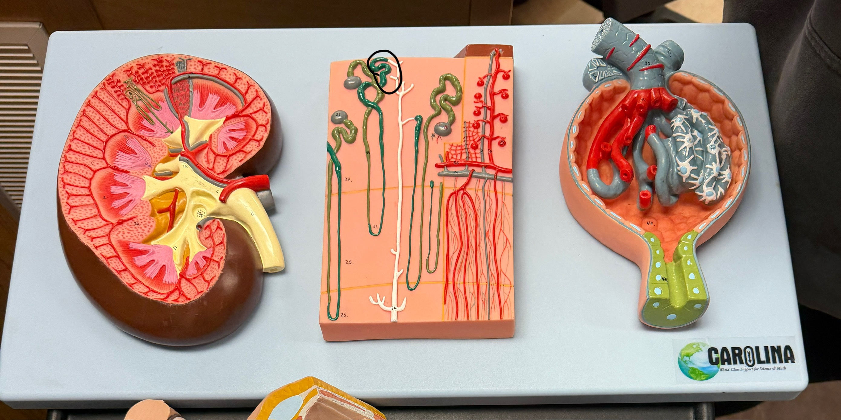 <p>name this structure</p>