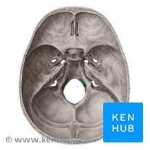 A small opening located along the lateral edges of the foramen magnum that allows passage of the hypoglossal nerve. Clue: next to the big hole.
