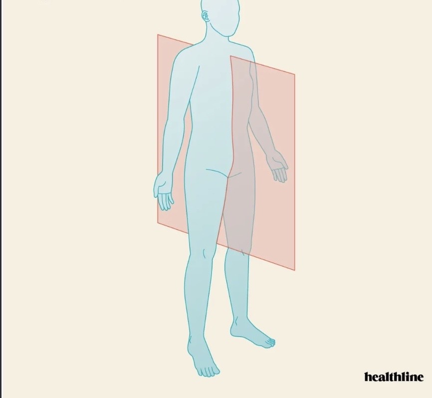 <p>divides the entire body or body part into right and left segments</p>