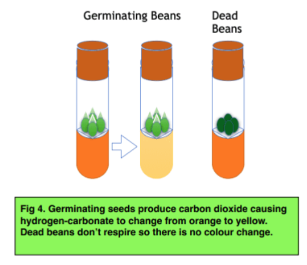 <p>Dampened (they are metabolically active).</p>