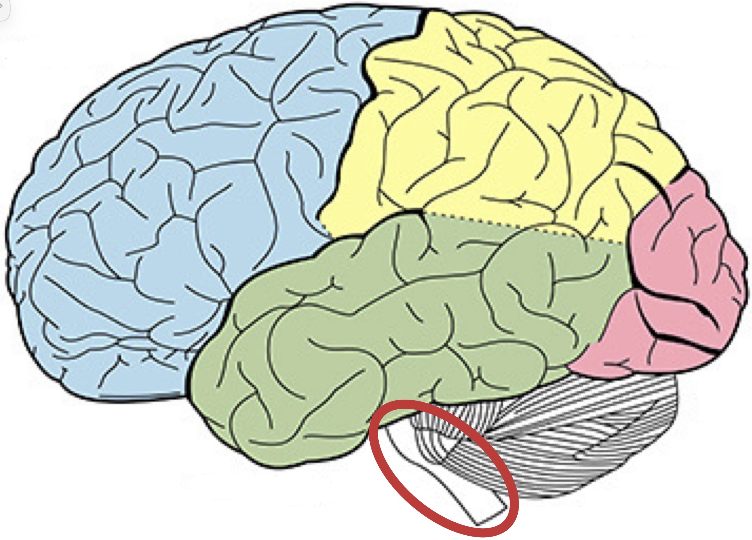 <p><strong>Name the following part of the brain</strong></p>