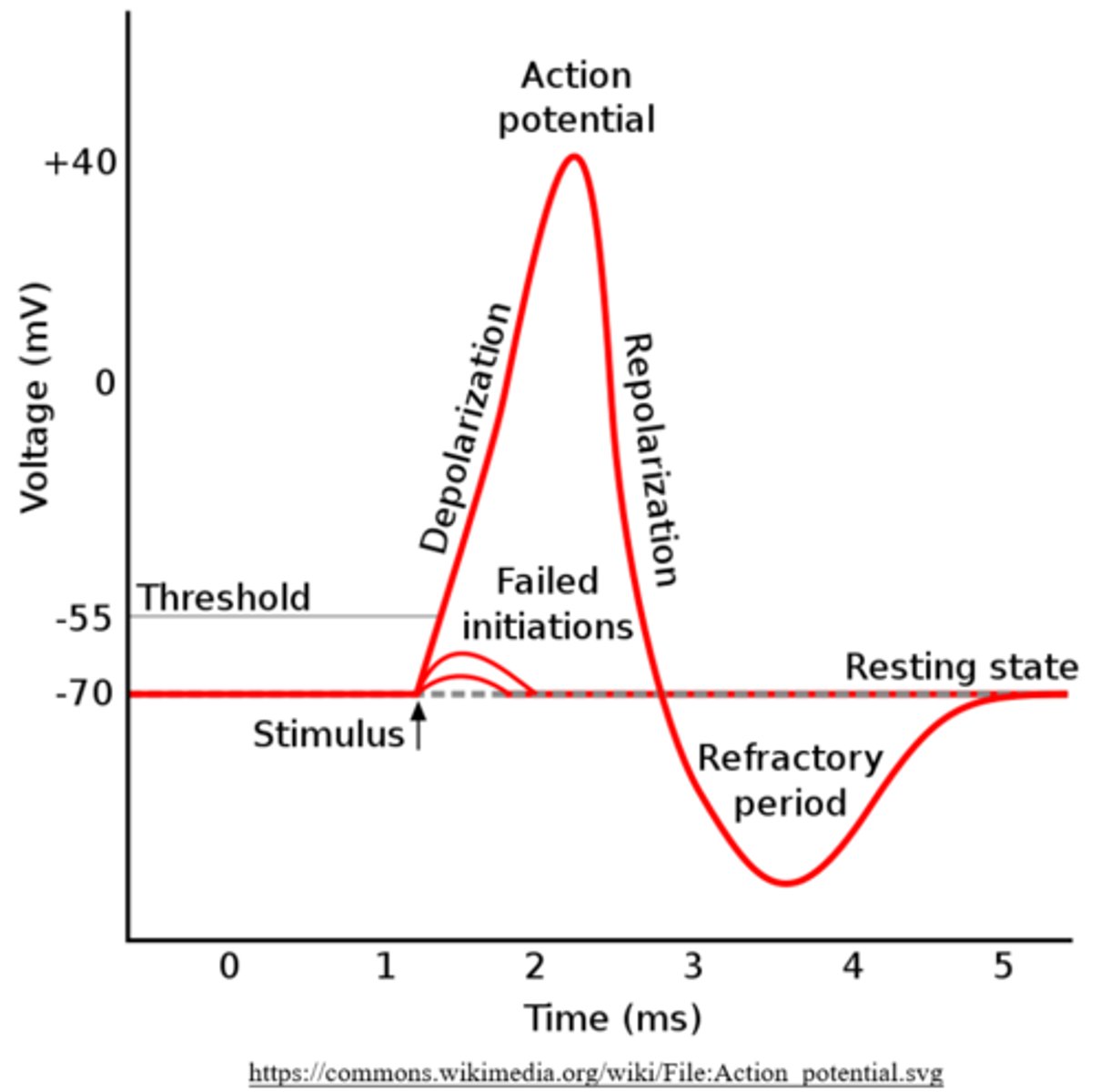 <p>minimum potential for an action potential</p><p>(typically -55 mV)</p>