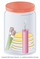 <p>Need more CO2 + less O2 than air → candle jar: the burning candle consumes O2 and releases CO2</p>