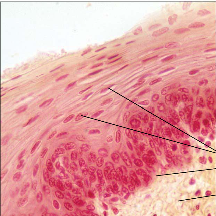 <p>what is this?</p>