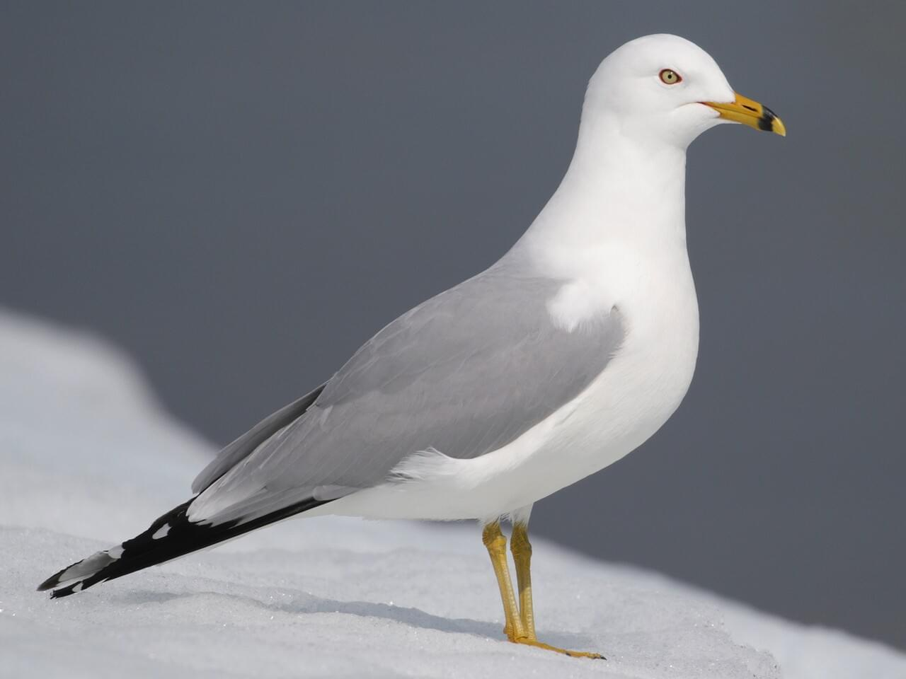 <p>Ring-billed gull</p><p>*Must know vocalization</p>