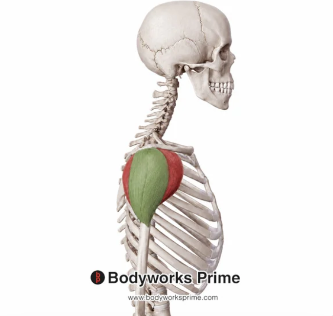 <p>Name this muscle</p>