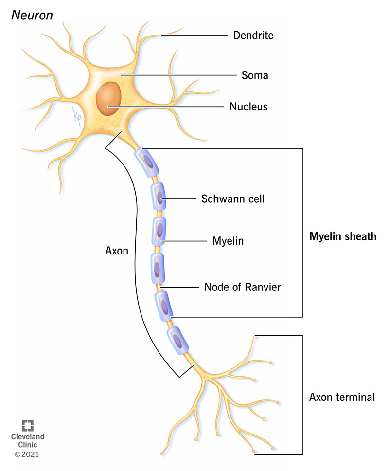<p>Myelin sheath</p>