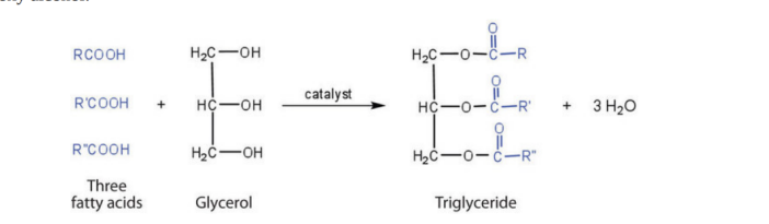 <p>3 fatty acids ester bonded to a GLyersol grou</p><p>To form this 3 h20 is produced and its connectyed by ester bonds </p>