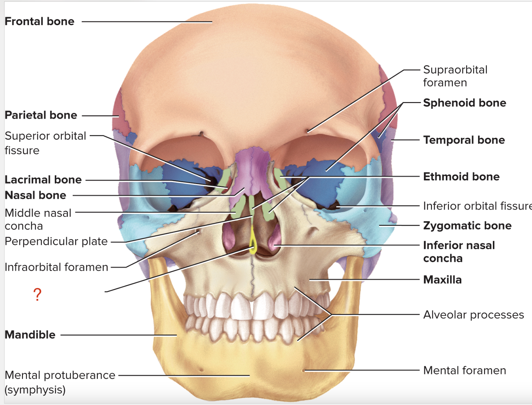 <p>What is the name of this bone?</p>